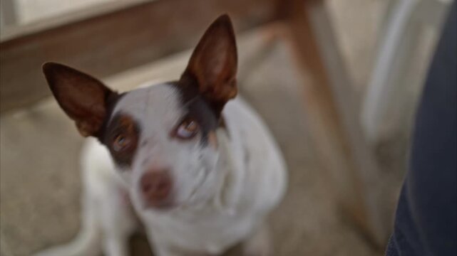 cute white-and-brown patched small dog like a Rat Terrier or mixed breed, sitting and looking up with big attentive eyes