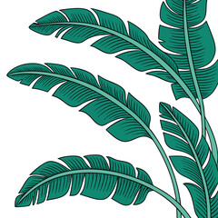 Tropical-leaves banana-leaves-with-white-background  