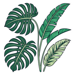 Tropical leaves monstera banana leaves 