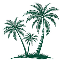 Tropical palm trees with white background  