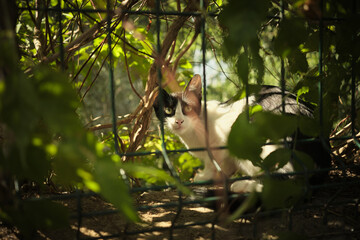 Curious cat peering through garden foliage behind a fence © Ilnur