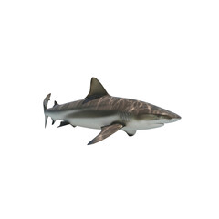 Obraz premium Reef shark swimming isolated On Transparent Background