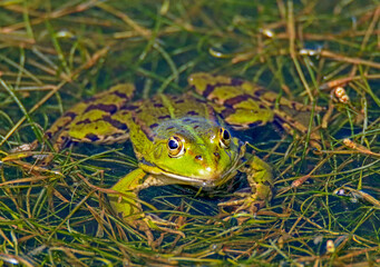 Obraz premium grenouille verte