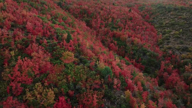 Aerial view of the mountainside covered in trees displaying vibrant shades of red, green, and yellow, Payson, Utah, United States.