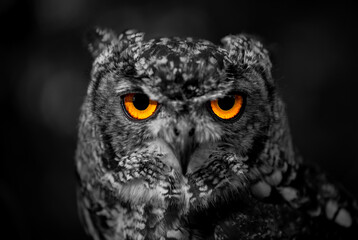 Fototapeta premium The bright orange-yellow eyes of a small owl, isolated against the dark black-and-white portrait of the night hunter's head, with a very sharp gaze in the darkness. High-contrast, color-intensive eyes