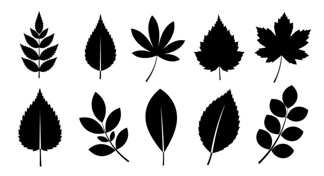 A collection of black silhouettes of various types of leaves, showcasing different shapes and patterns.