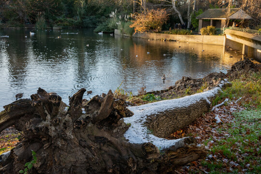 Fallen tree in Kelsey Park, Beckenham, Kent, UK. Winter scene with snow on the tree trunk. Lake with water birds behind.