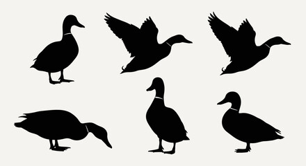 A collection of six black silhouette illustrations of ducks in various poses, including standing, flying, and foraging.