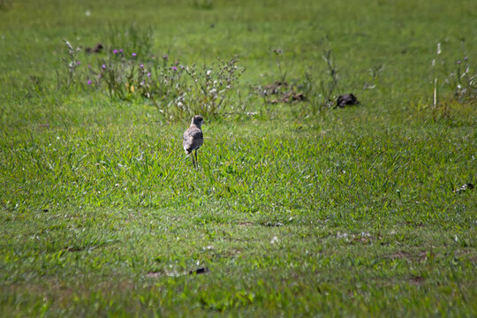 wild tero bird in the grass