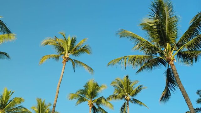 The coconut (Cocos nucifera) is a member of the palm family (Arecaceae). Kihei & Wailea Beach Paths, South Maui, Hawaii. Andaz Maui at Wailea Resort