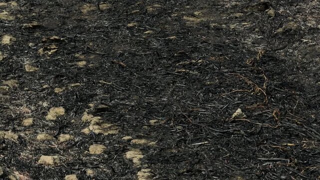 Drone-captured close aerial view of burned rice fields, showing damage from burning including air pollution, PM2.5 exposure, degraded soil, carbon release, ecosystem loss, and public health threats.
