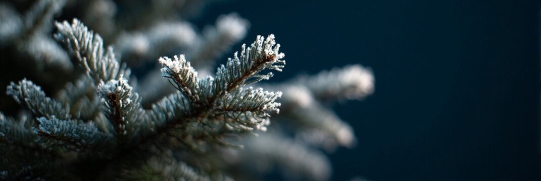 Frost covered evergreen needles in closeup, crisp winter morning texture for seasonal design, calm blue background bokeh for holiday Christmas mood