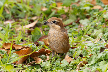 草むらに立つ雌のモズ
