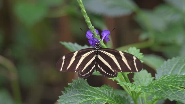 Zebra Longwing butterfly (Heliconius charithonia) feeding and flying away. Native to Central and South America - Captive, UK [Slow motion x5]