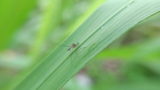 mosquitoes on leaves