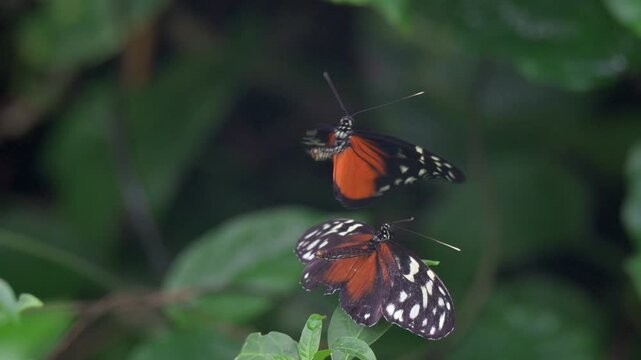 Tiger Longwing butterflies (Heliconius hecale) male trying to mate with a female but not quite managing. Native to Central and South America - Captive, UK [Slow motion x5]