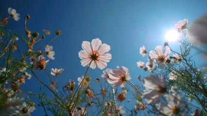 Fototapeta premium White cosmos flowers against a bright blue sky with the sun shining. Concept White cosmos flowers, Bright blue sky, Sunlit nature, Crisp summer morning, Nature close-up