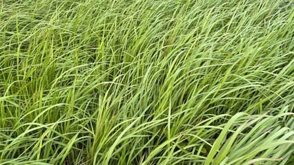 Fototapeta premium Wild grass that is blown by the wind in the afternoon