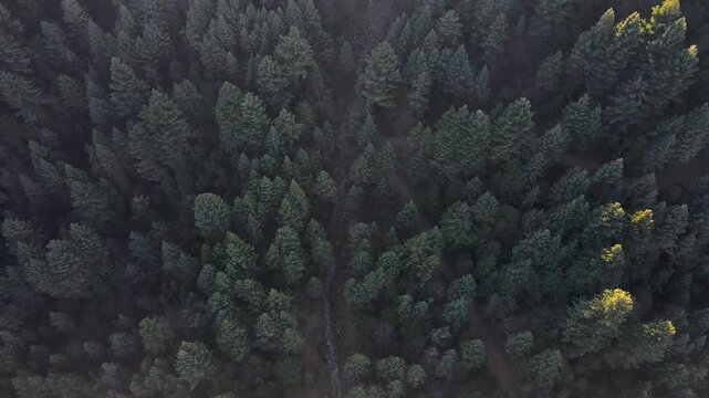 Aerial view of a dense forest bordering a rugged, rocky terrain, showcasing a blend of green and brown textures, Toli Peer, Kashmir, Pakistan.
