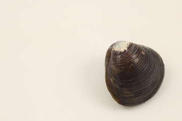 黒い殻の質感が美しい天然シジミの接写画像