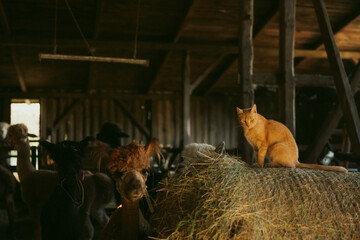 Fototapeta premium Ginger cat and alpaca inside rustic barn – countryside farm animals in warm light