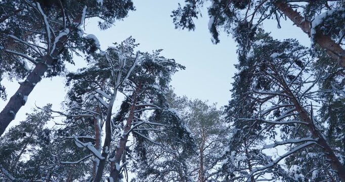 Snow-covered forest filmed with a steadicam