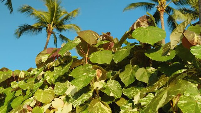 Hibiscus tiliaceus 'Tricolor', sea hibiscus or coast cottonwood. flowering tree in the mallow family, Malvaceae. Wailea Beach Paths, South Maui, Hawaii. Andaz Maui at Wailea Resort