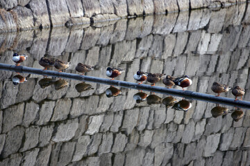 街角の風景　カモの休息　スケッチ写真