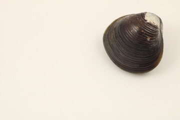 健康的な食生活を象徴するシジミのクローズアップ