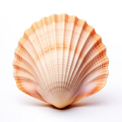 Obraz premium Beautiful seashell on white background