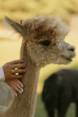 Fototapeta premium Newlywed couple holding alpaca on countryside farm – wedding rings visible