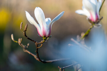 Magnolia blossom on branch with soft bokeh background in spring