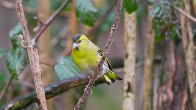Siskin Perched on a Branch