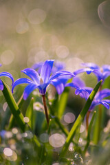 Blue chionodoxa flowers with dew bokeh in spring meadow