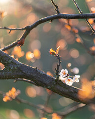 White spring blossoms on tree branch with warm bokeh