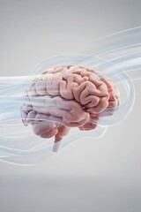 Detailed Human Brain Anatomy Illustration