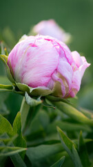 Pink peony bud close up with soft green background and bokeh