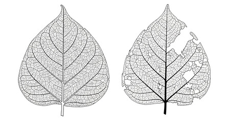 Two detailed illustrations of a leaf skeleton, one intact and the other showing damage from insect or other natural causes. © herman