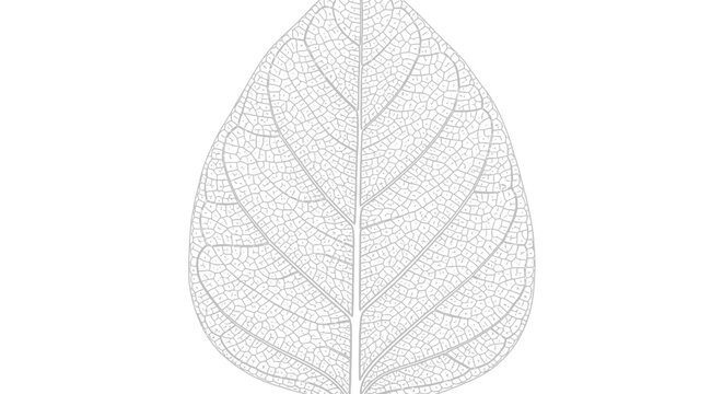 A delicate, translucent skeleton of a leaf, showcasing its intricate vein structure against a stark white background.