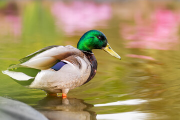 Male mallard duck standing in pond with colorful reflections