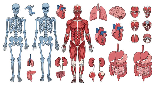 Anatomical illustration showcasing the human skeletal system, muscular system, and major internal organs in detail.