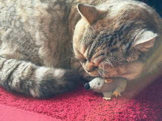A charming cat falls asleep with his favorite toy mouse. © OLENA LIALINA