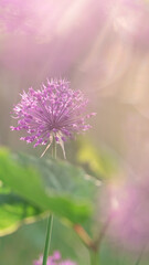 Purple allium flower in dreamy soft focus with pastel bokeh