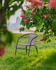 Empty chair under blooming tree in city park with soft background