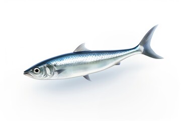 Obraz premium Anchovy fish seafood animal shark.