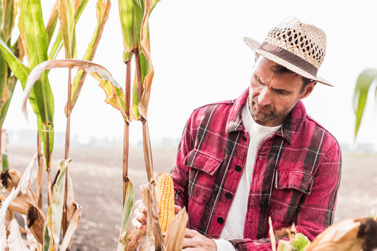 Farmer on field examining corn cob