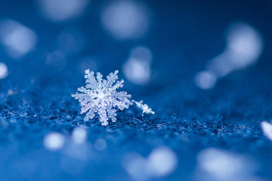 Delicate Snowflake Resting Gently on a Vibrant Blue Background, Capturing the Essence of Winter's Beauty and Icy Elegance