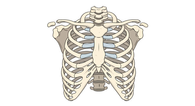 Anatomical illustration of the human rib cage, sternum, and clavicles, showcasing the thoracic skeletal structure.