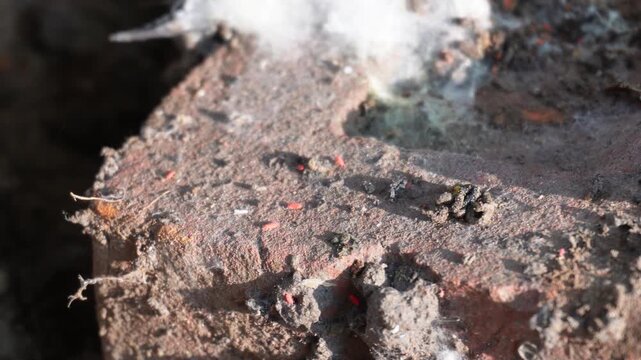 Tiny Red Mites Crawling on Brick Surface