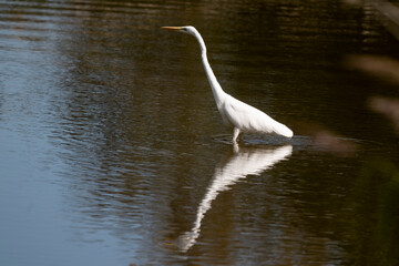 Grande Aigrette